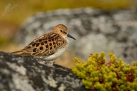 Jespak maly - Calidris minuta - Little Stint 5201